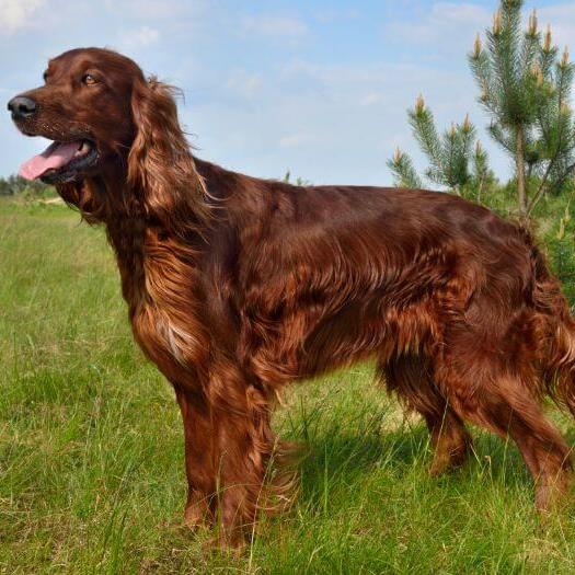 Irish setter outlet on sale store